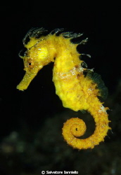 Yellow by Salvatore Ianniello 